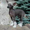 Chinese Crested Dog